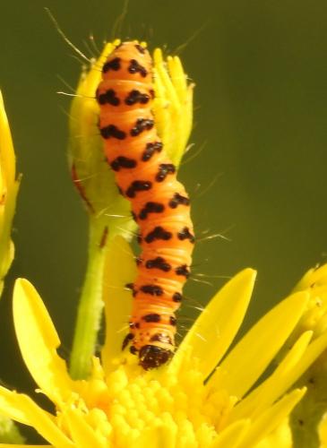 Réf. 265 059 : Tyria jacobaeae